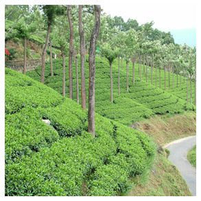Tea plant fields
