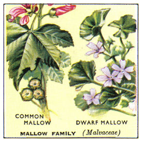 Drawing of the Mallow Family of plants